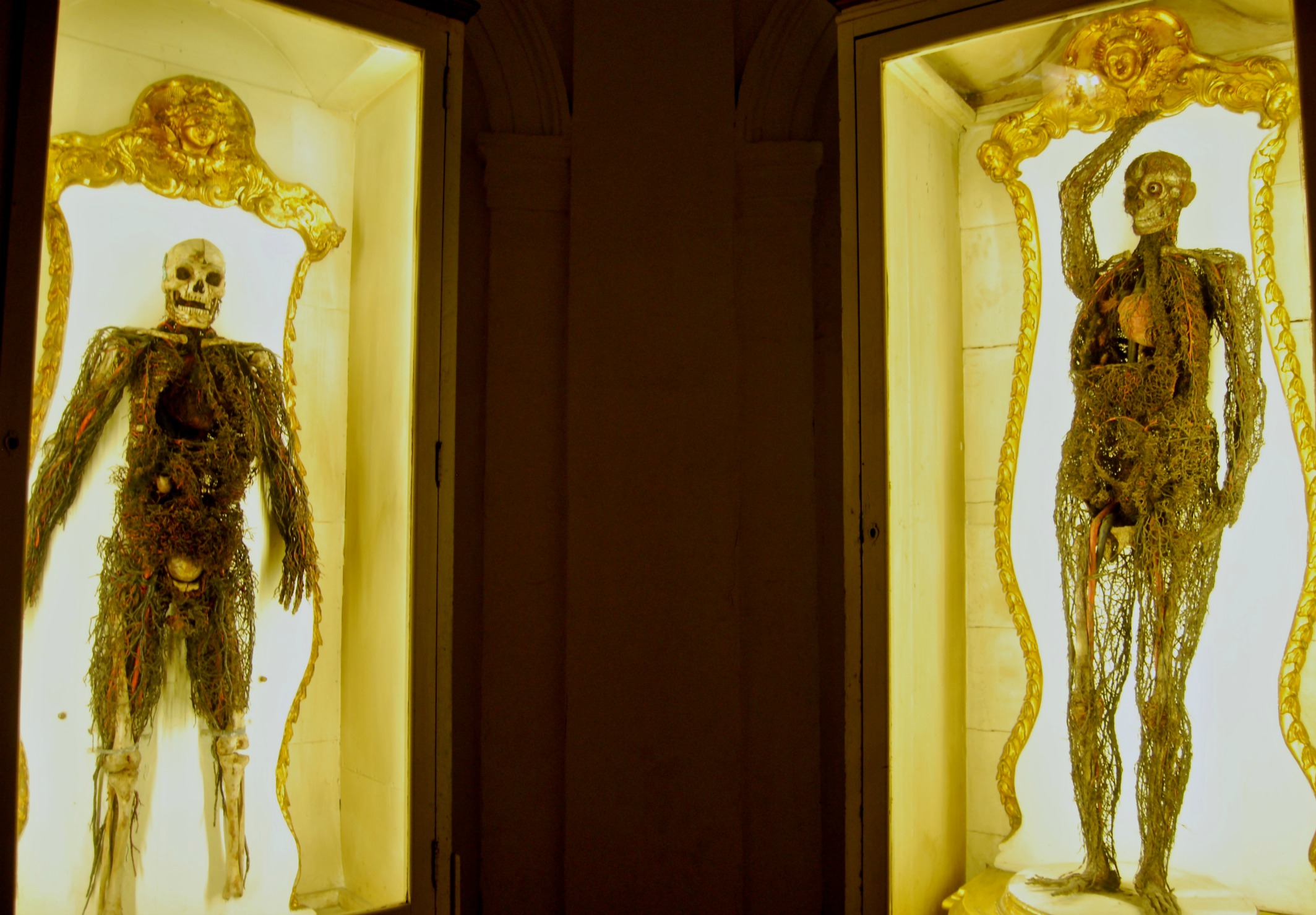 Anatomical Machines.jpg