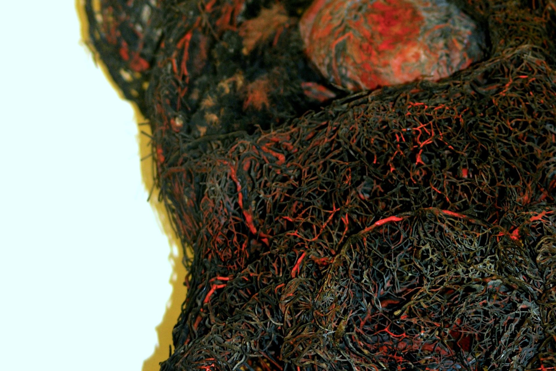 placenta.jpg