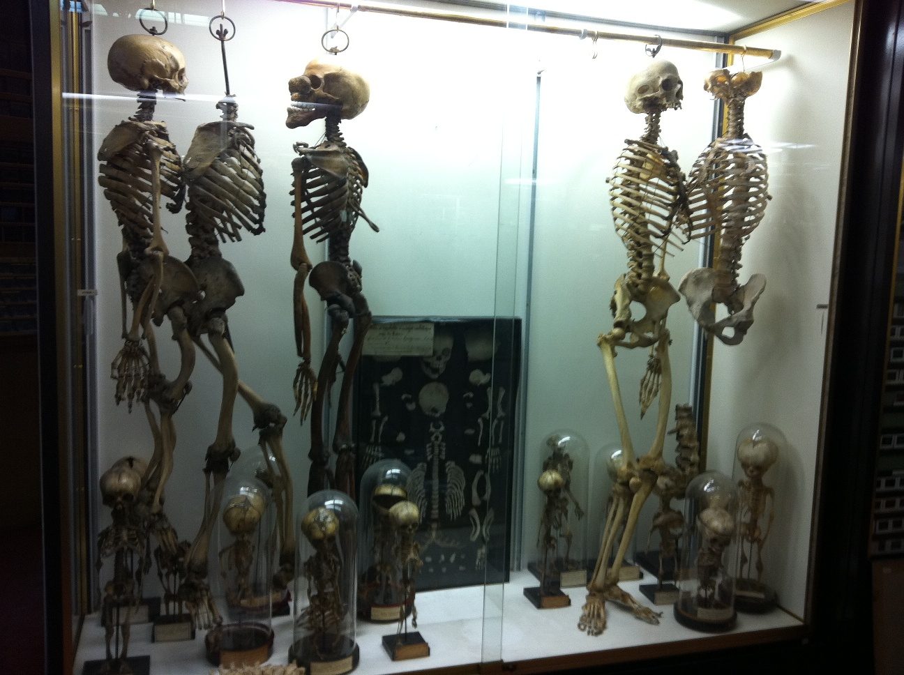 Musee%20Dupuytren%2C%20Paris%20by%20Rosa%20Longo%20-%2003.JPG