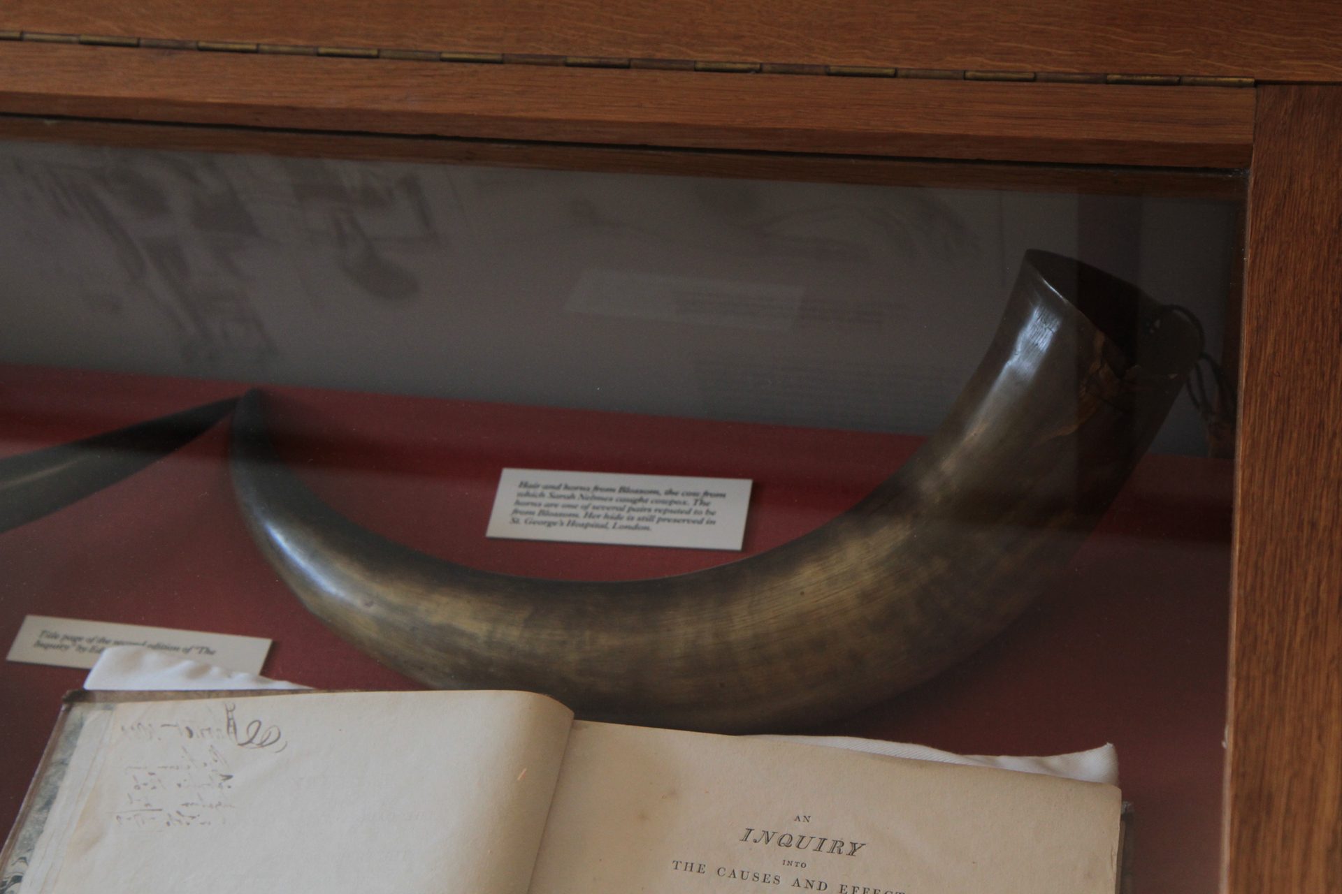Horn_from_Blossom_Berkeley_1.JPG