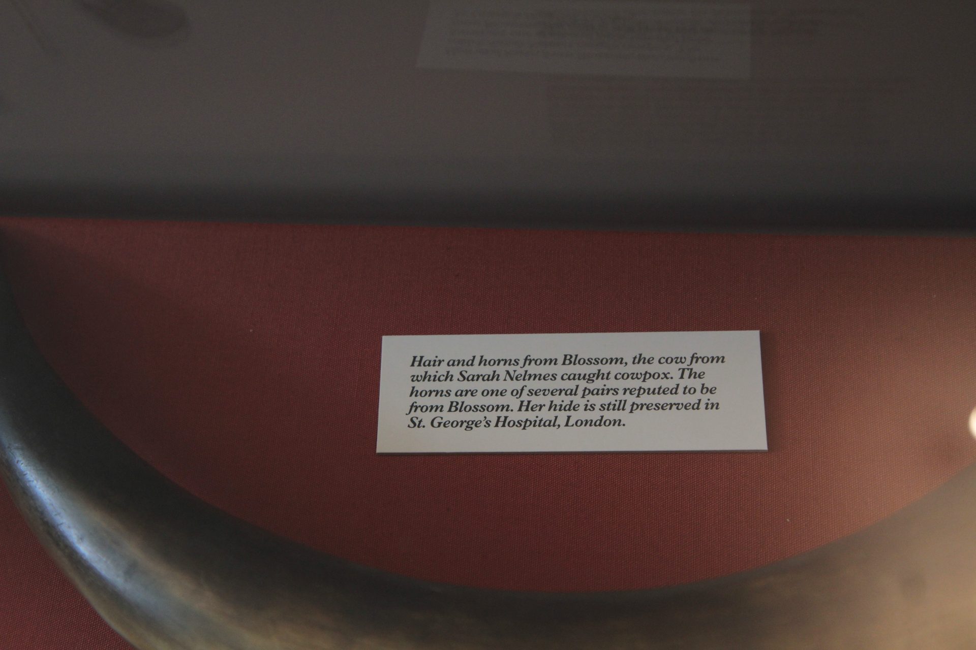 Horn_from_Blossom_Berkeley_2.JPG
