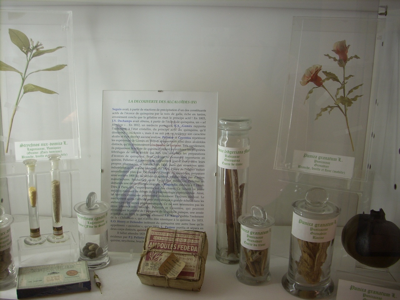 Musée des plantes médicinales et de la Pharmacie, ULB, Brussels - 05.JPG