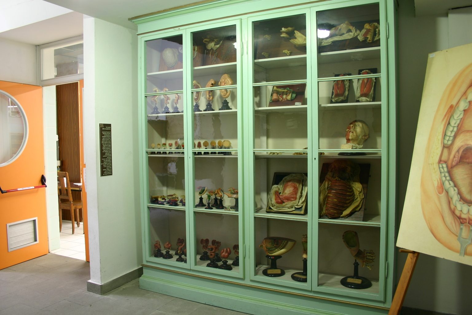 Museo%20Anatomico%2C%20Siena%2C%20Italy%20-%2003.JPG