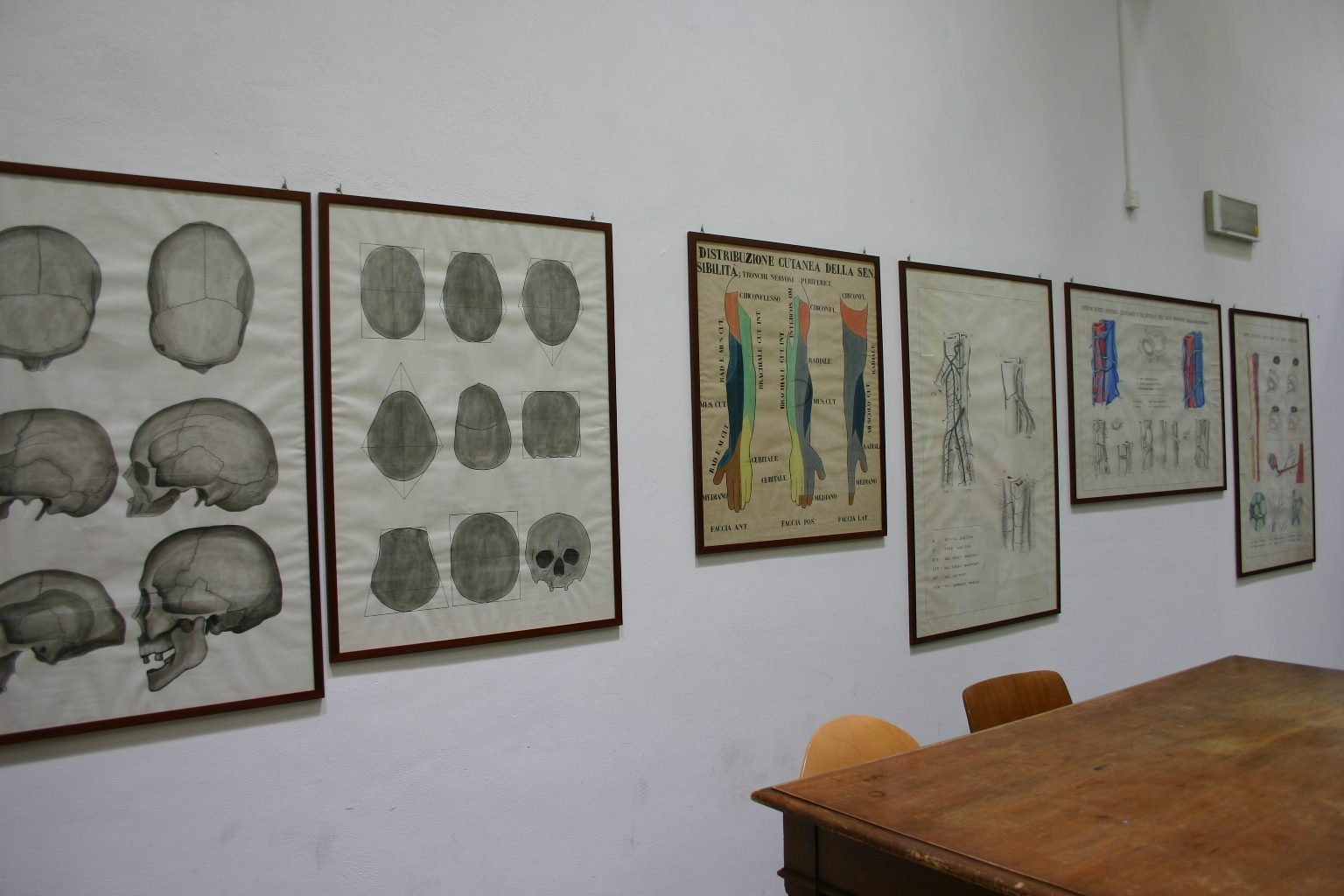 Museo%20Anatomico%2C%20Siena%2C%20Italy%20-%2004.JPG