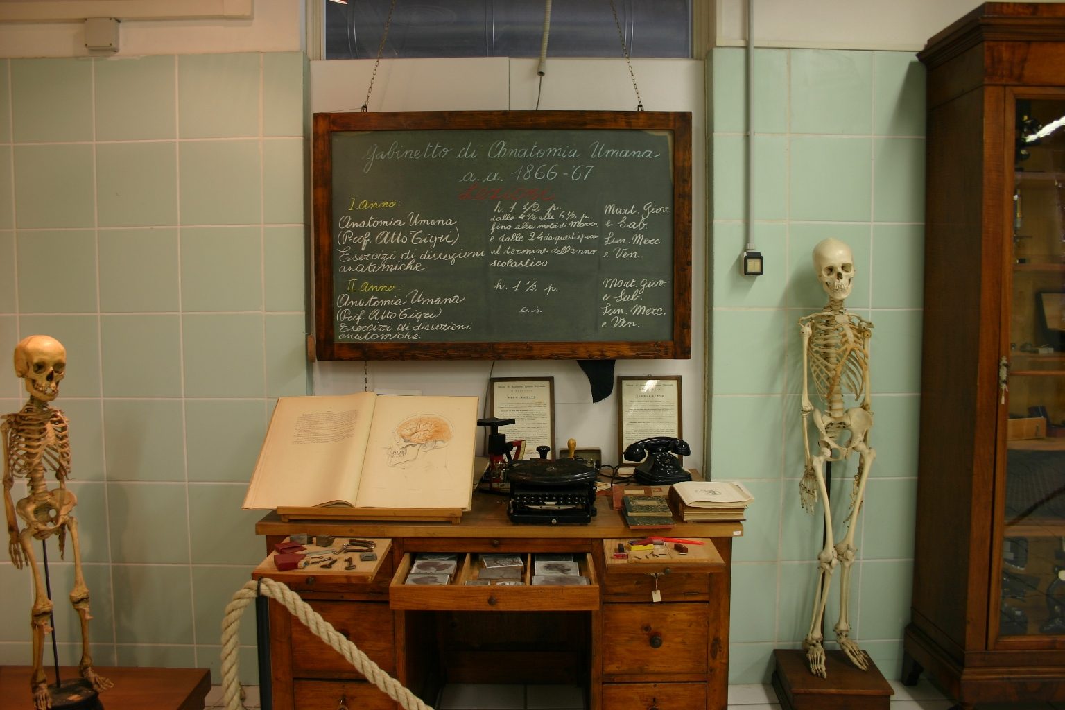 Museo%20Anatomico%2C%20Siena%2C%20Italy%20-%2008.JPG