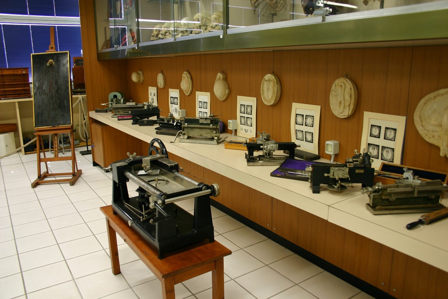 Museo%20Anatomico%2C%20Siena%2C%20Italy%20-%2011.JPG