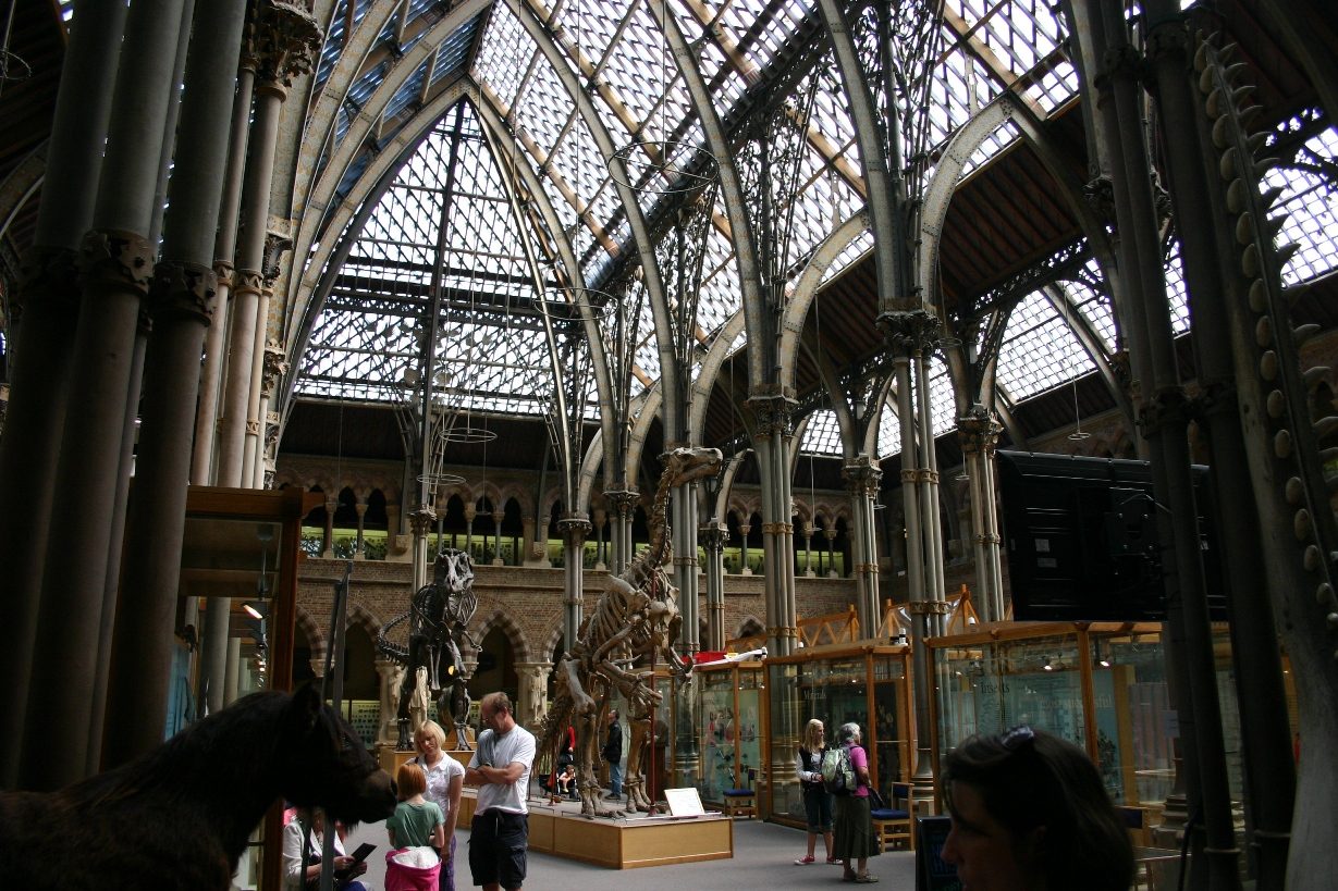 Oxford University Museum of Natural History, Oxford, UK - 06.JPG
