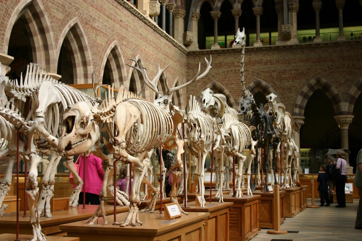 Oxford University Museum of Natural History, Oxford, UK - 08.JPG