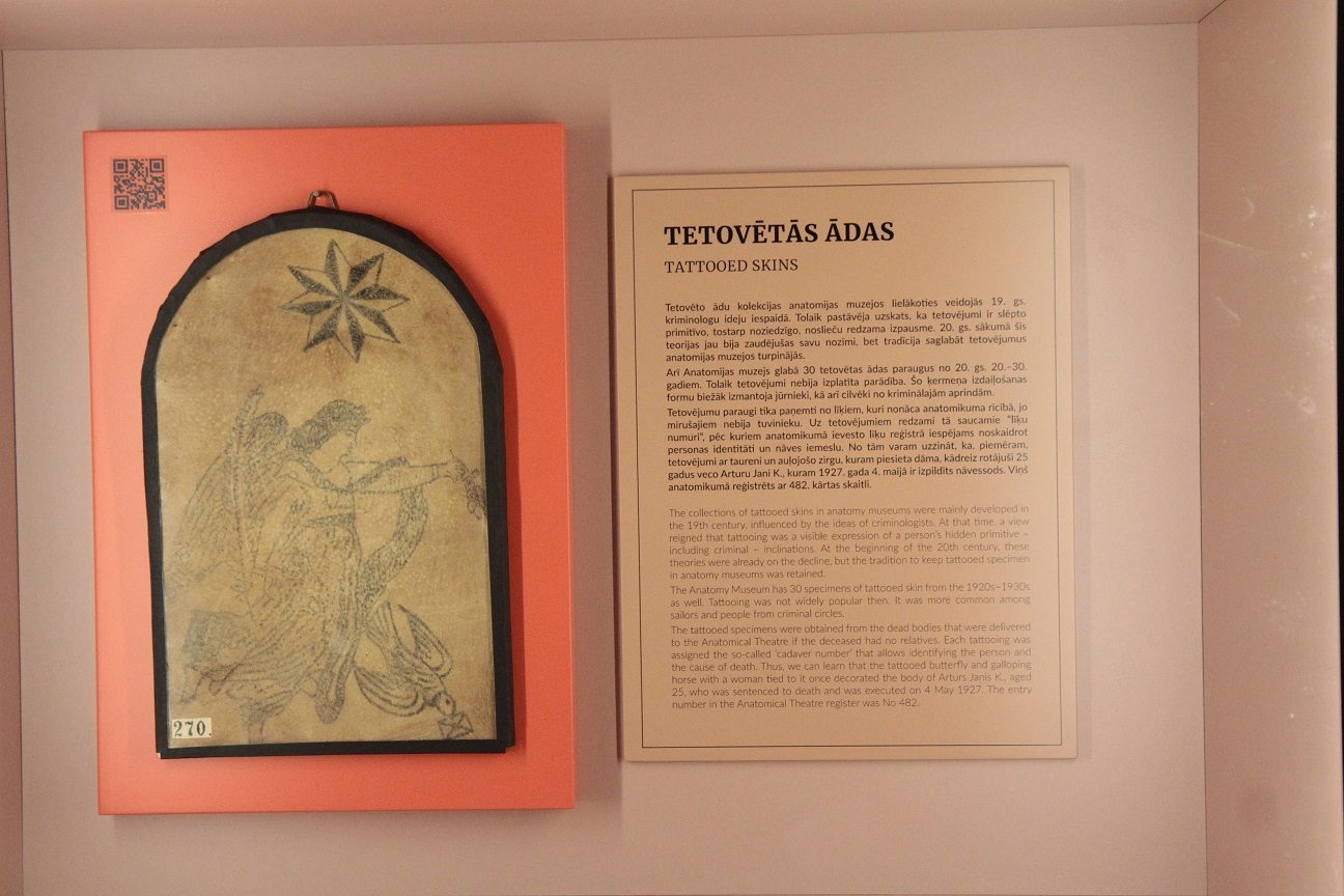 RSU_Anatomy_Museum_Riga_Latvia_13.JPG