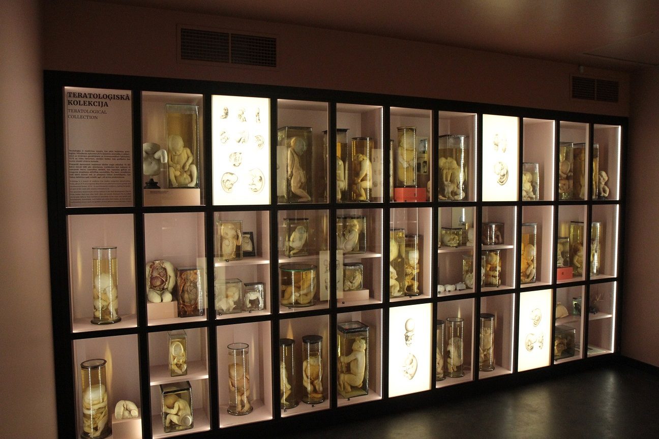 RSU_Anatomy_Museum_Riga_Latvia_15.JPG
