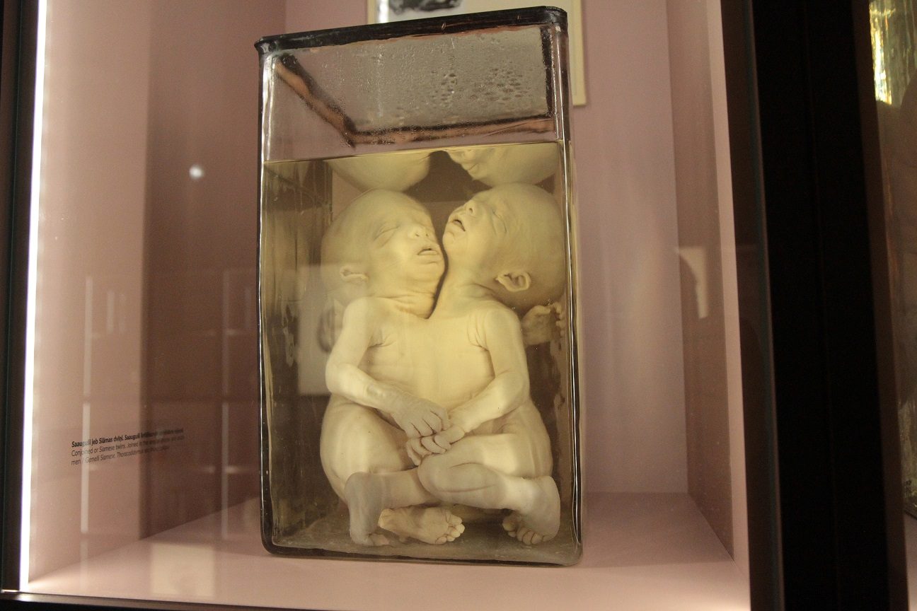 RSU_Anatomy_Museum_Riga_Latvia_16.JPG