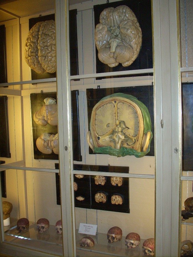 Anatomical%20Wax%20Museum%2C%20Bologna%20-%2003.jpg