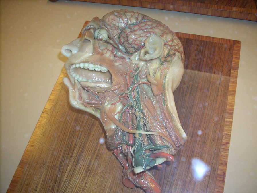 Anatomical%20Wax%20Museum%2C%20Bologna%20-%2006.jpg