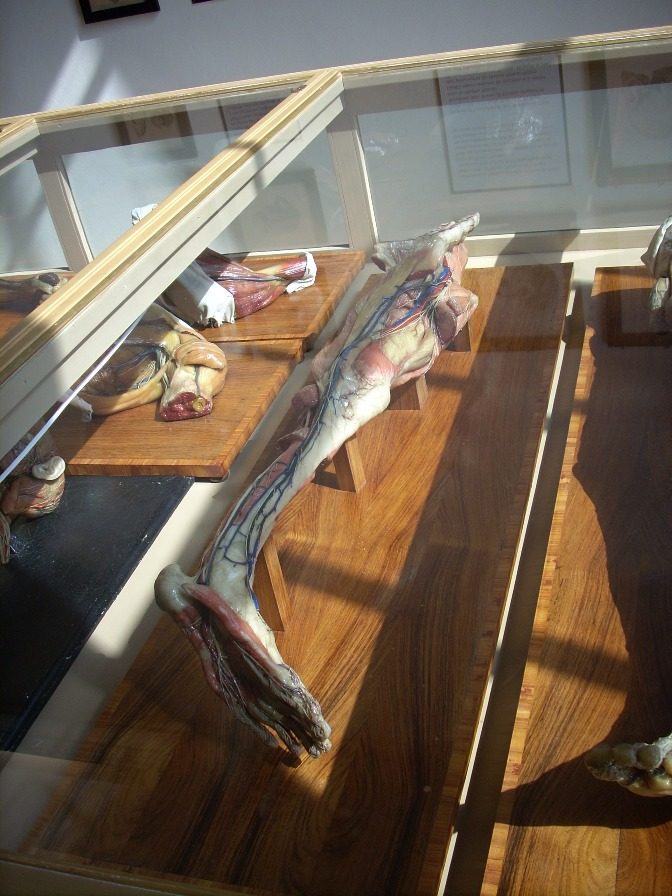 Anatomical%20Wax%20Museum%2C%20Bologna%20-%2015.jpg